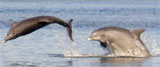Dolphins