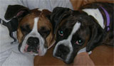 Good Dogs