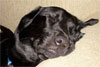 Sleeping Dog