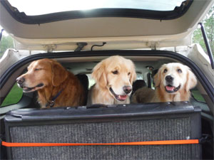 Goldens