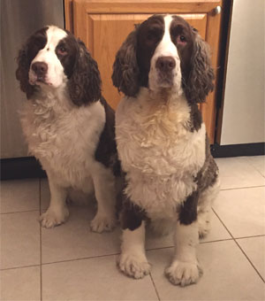 Mr. T and Tippy